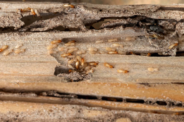 Best Affordable Pest Control Services  in Catasauqua, PA